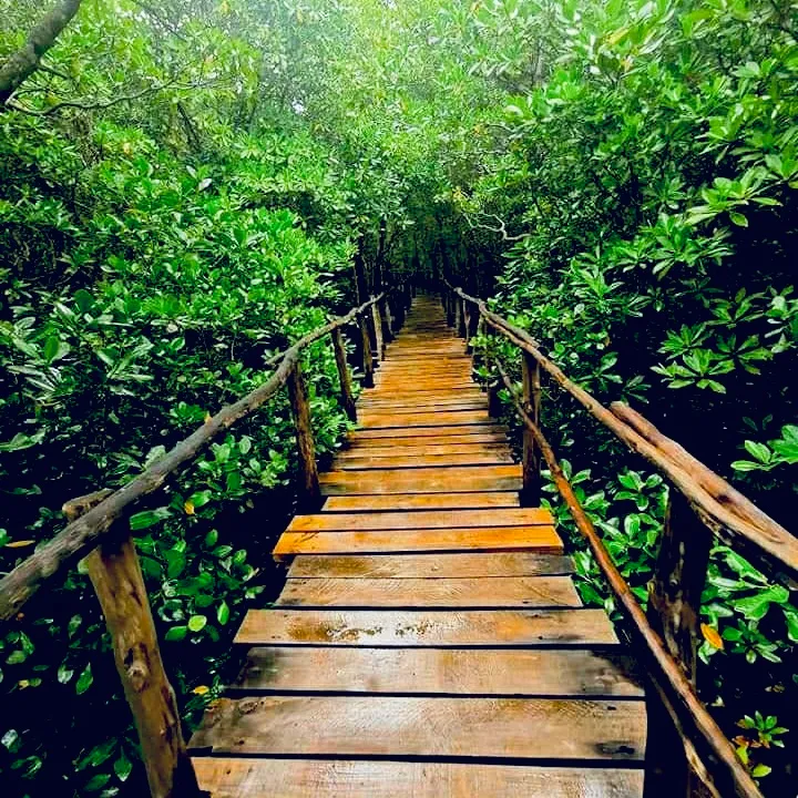 Jozani Forest