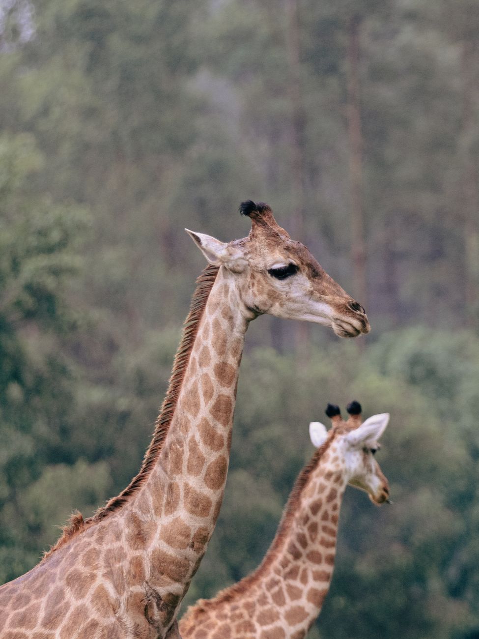 Day Trip Safari to Mikumi National Park with Flights and Lunch