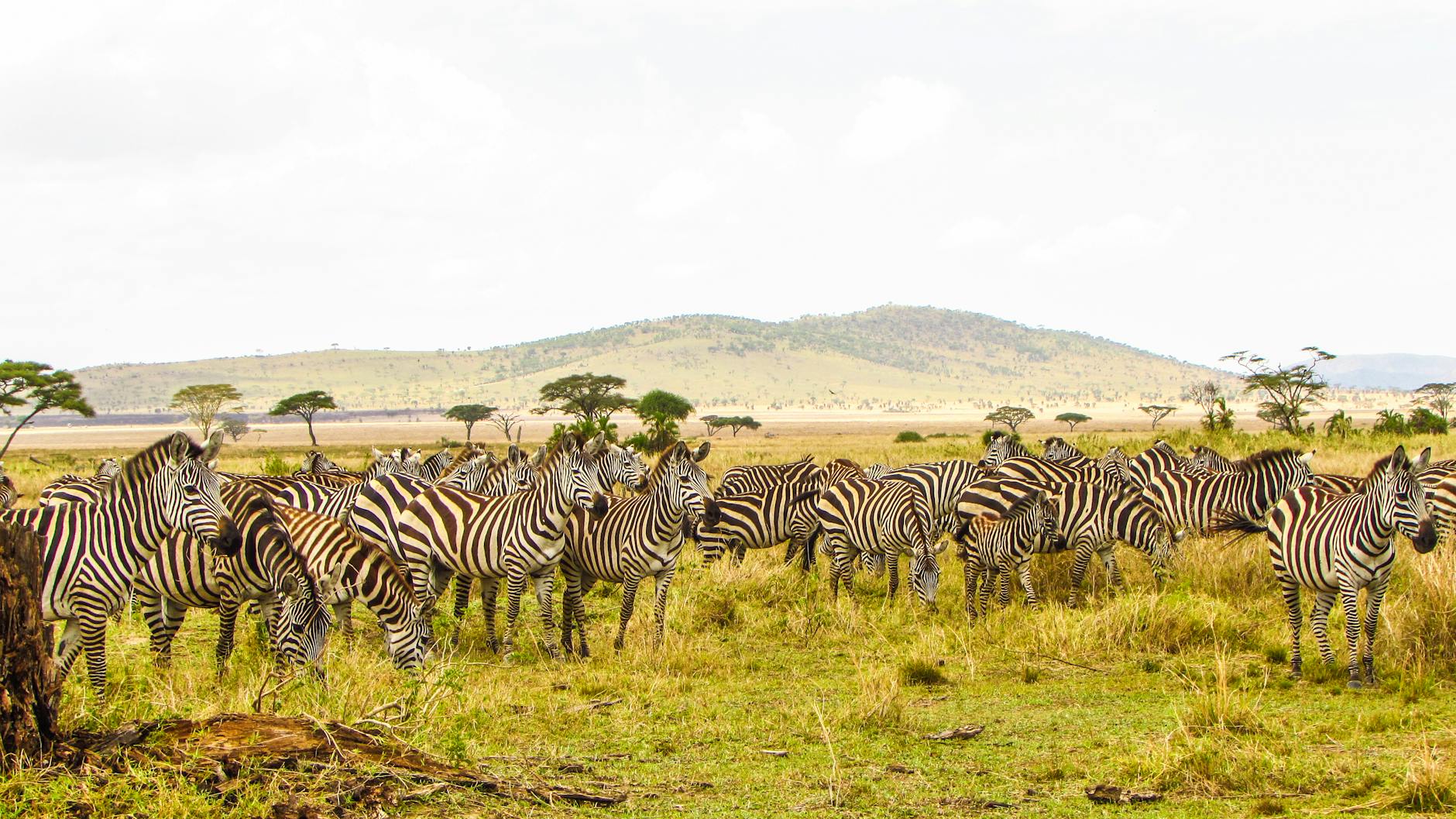 2 DAYS / 1 NIGHT SERENGETI SAFARI – FLY-in PACKAGE